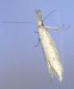Pleurota sp.